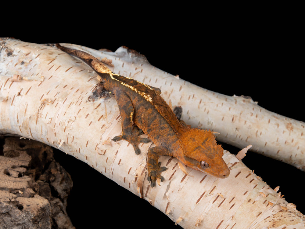 Male RCK Cappuccino 100% Het Axanthic (CAP(AX)-0415-11)