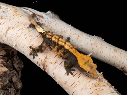 Female Possible Cappuccino(NG-0415-12)