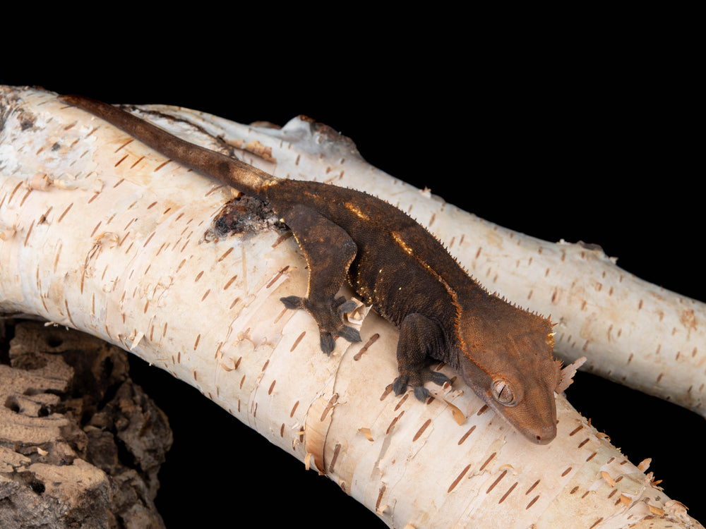Female RCK Cappuccino 100% Het Axanthic (CAP(AX)-0415-13)
