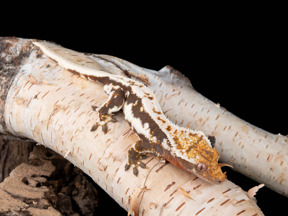 Male Lilly White 100% Het Axanthic (LW(AX)-0415-15)