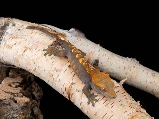 Male 100% Het Axanthic ((AX)-0415-16)