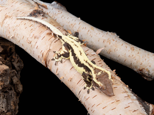 Female RCK Frappuccino (FRAP-0415-18)