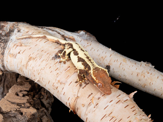 Female RCK Frappuccino 100% Het Axanthic (FRAP(AX)-0415-19)