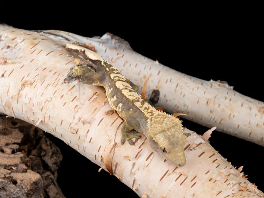 Male 100% Het Axanthic ((AX)-0422-1)