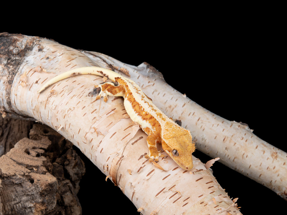 Female Lilly White 100% Het Axanthic (LW(AX)-0422-3)