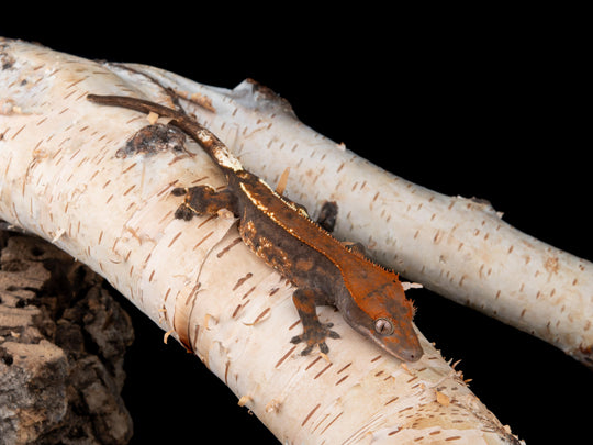 Female RCK Cappuccino (CAP-0422-5)