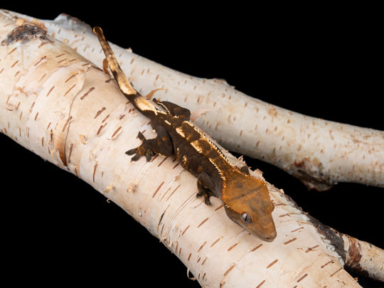 Male 100% Het Axanthic ((AX)-0422-7)