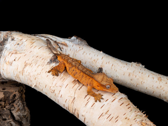 Male 100% Het Axanthic ((AX)-0422-11)