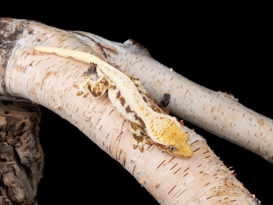 Female Lilly White (LW-0422-13)