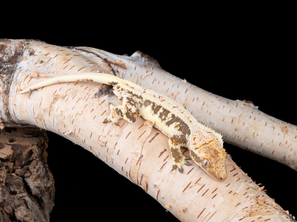 Male Lilly White (LW-0422-14)