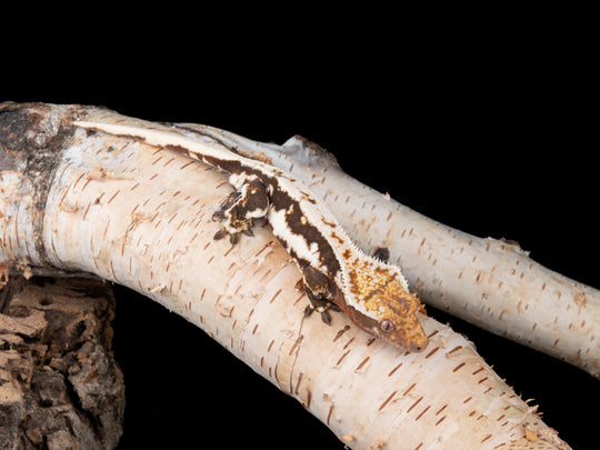 Male Lilly White (LW-0422-15)