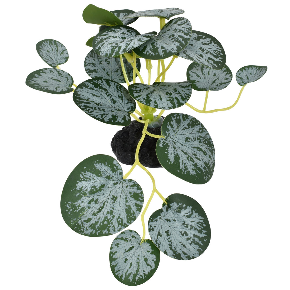 Komodo Standing String of Hearts Plant – Small 3.5