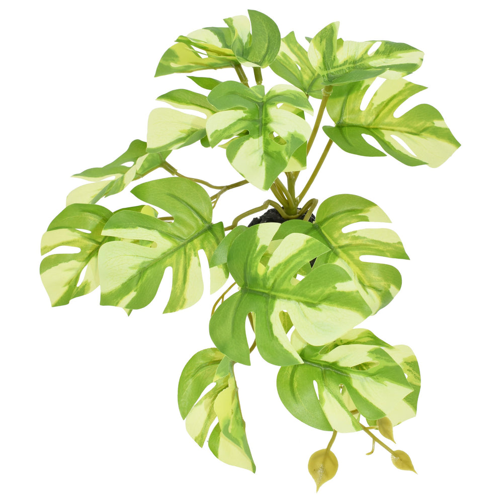 Komodo Standing Variegated Monstera – Small 5