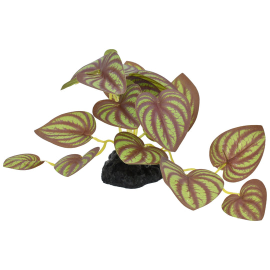 Komodo Standing Zebrina Plant – Small 3.5"