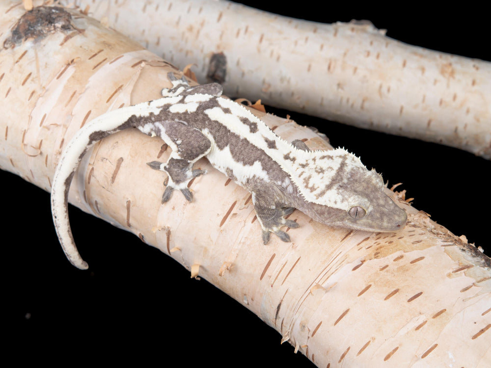 Male Lilly White Axanthic (LWAX-0529-1)
