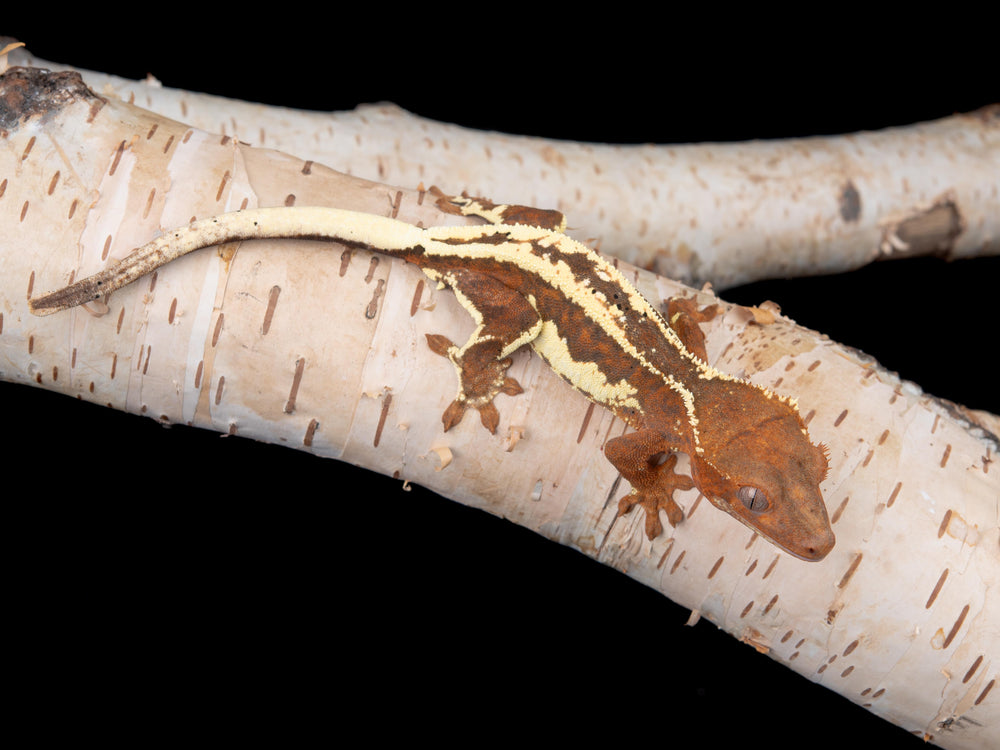 Female Frappuccino (FRAP-0529-10)