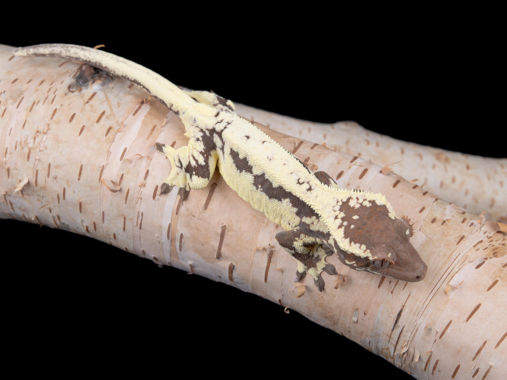 Female Frappuccino (FRAP-0529-11)