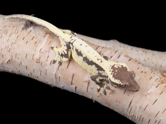 Female Frappuccino (FRAP-0529-11)