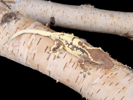 Probable Female Frappuccino (FRAP-0529-13)