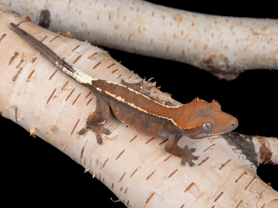 Probable Female Cappuccino (CAP-0529-15)