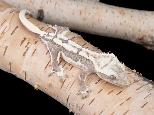 Male Lilly White Axanthic (LWAX-0529-16)
