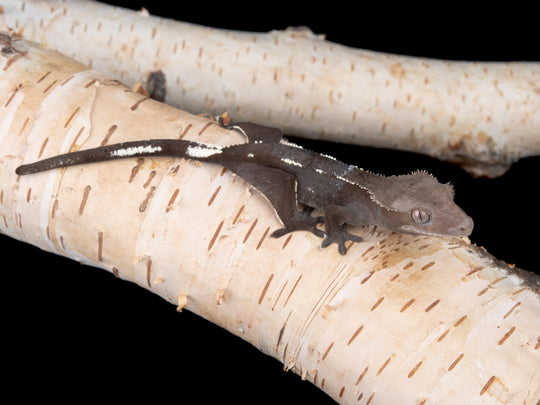 Unsexed Axanthic (AX-0529-17)