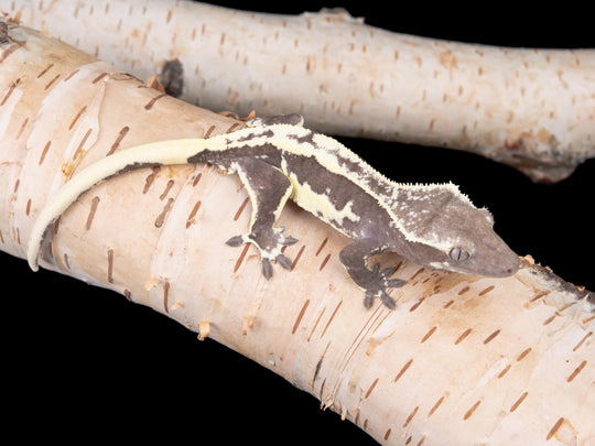 Male Lilly White Axanthic (LWAX-0529-18)