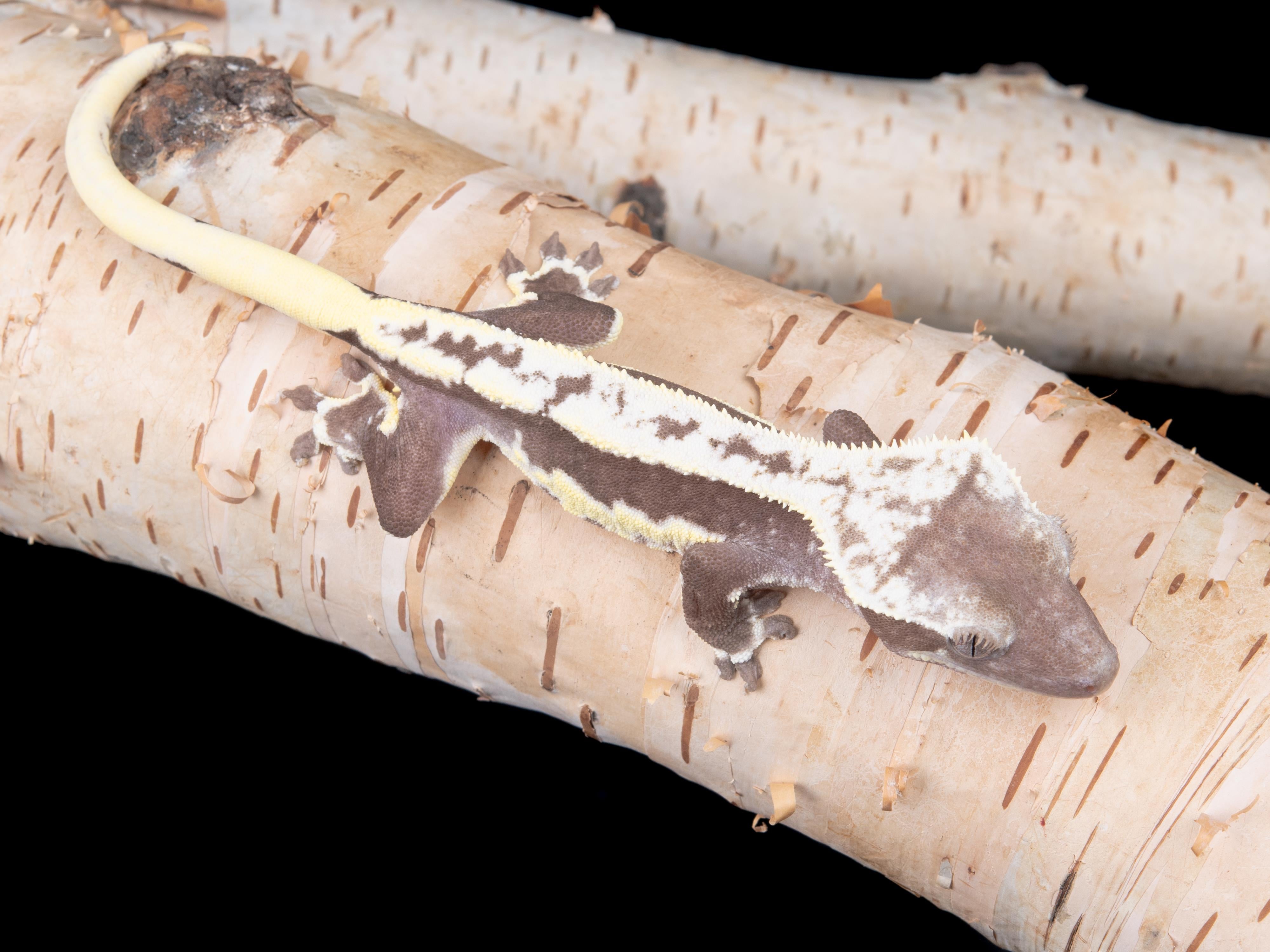 Male Lilly White Axanthic (LWAX-0529-19) – Northern Gecko Inc
