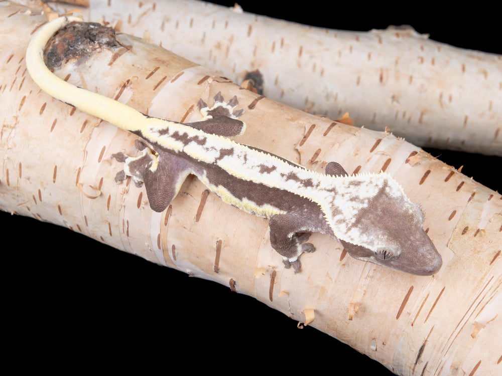 Male Lilly White Axanthic (LWAX-0529-19)