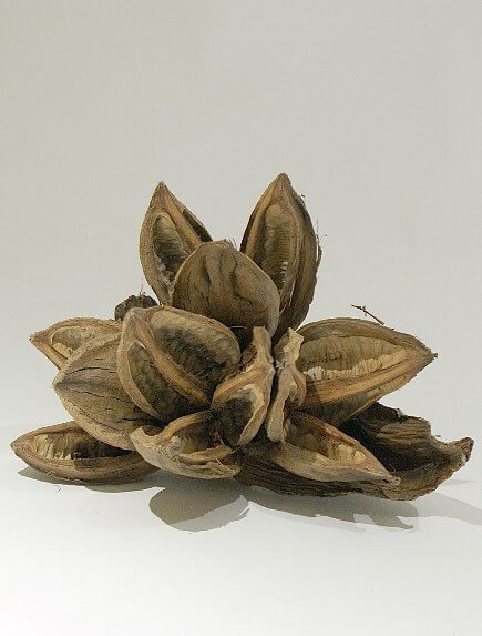 NewCal Sorocco Cluster 8-10