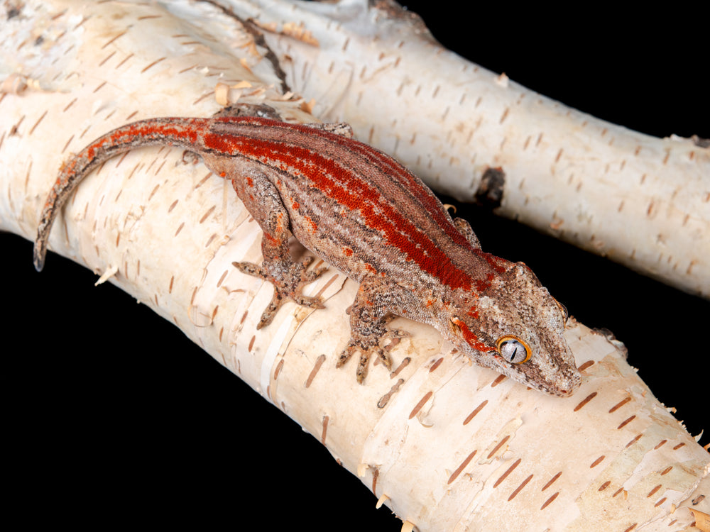 Male Red Stripe (G32-1104-2)