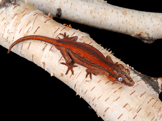 Male Red Stripe (G56-1104-4)