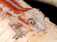 Load image into Gallery viewer, [ID:5JEYB8]
