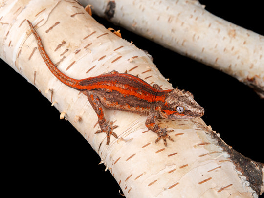 Unsexed Red Stripe (G35-1104-12)