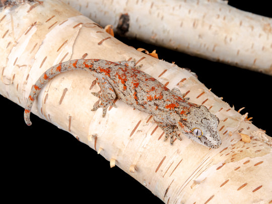 Unsexed Blotch (G11-1104-13)