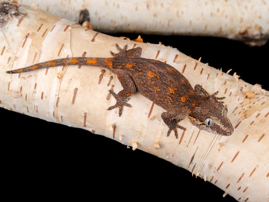 Unsexed Blotch (G54-1104-14)