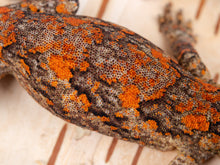 Load image into Gallery viewer, [ID:2YJYBK]
