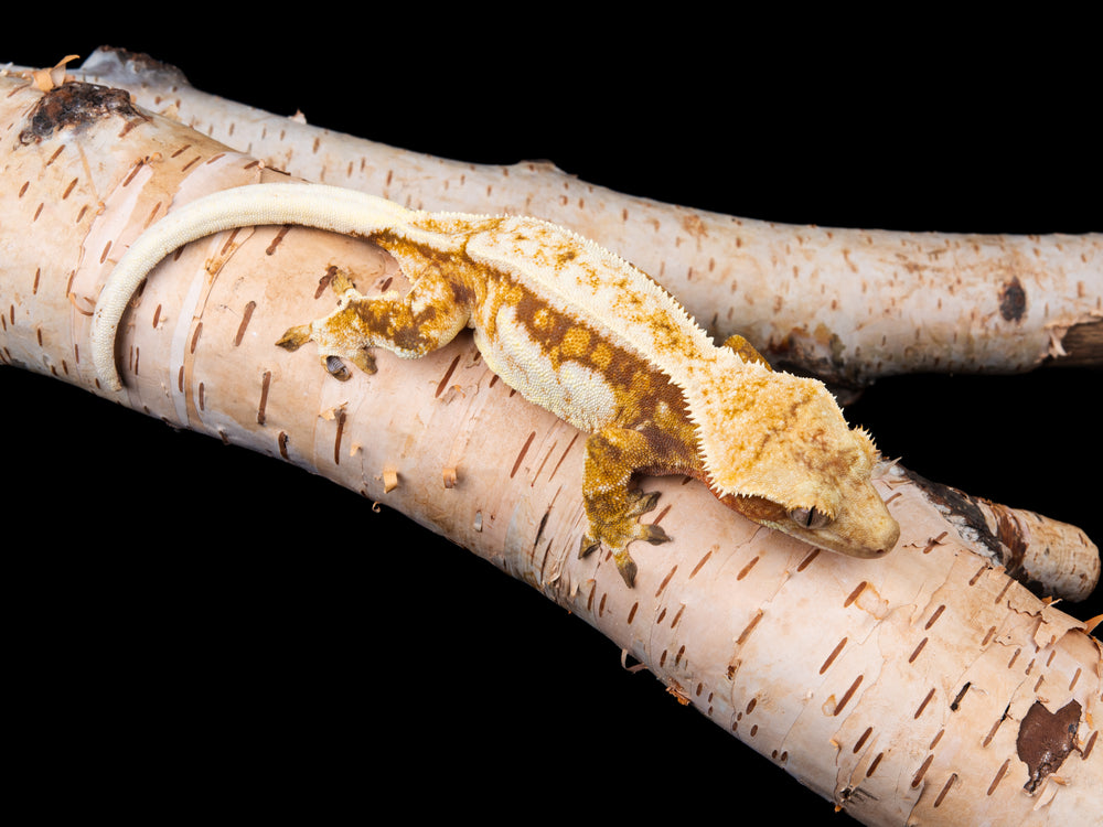 Red Pinstripe (NGF-1104-2)