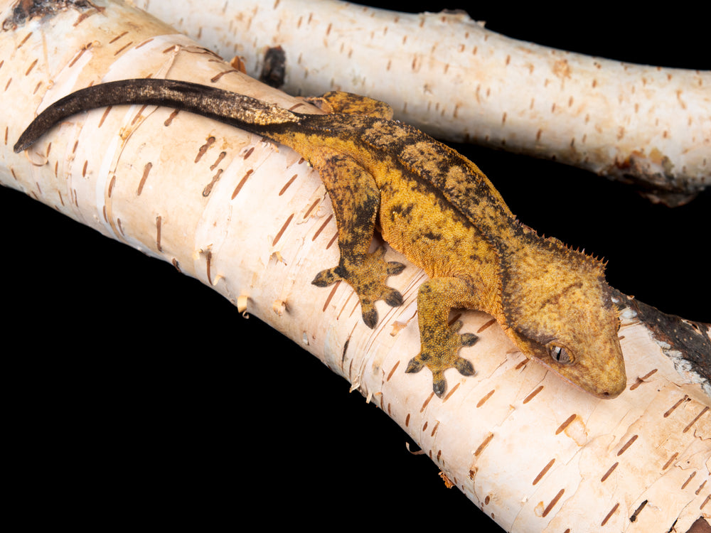 Strawberry Blonde (NGF-1104-5)