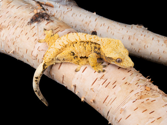 Extreme Harlequin (NGF-1104-10)