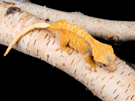 Extreme Harlequin (NGF-1104-11)