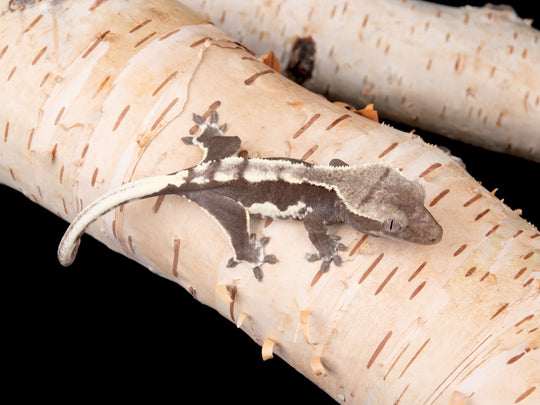 Unsexed Axanthic Lilly White (LWAX-1104-34)