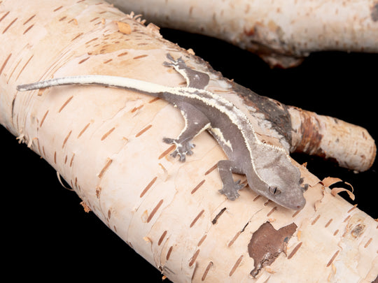 Poss. Male Lilly White Axanthic (LWAX-1104-31)