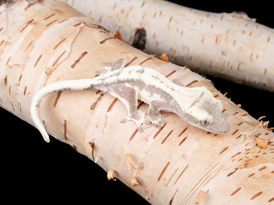 Unsexed Lilly White Axanthic (LWAX-1104-30)