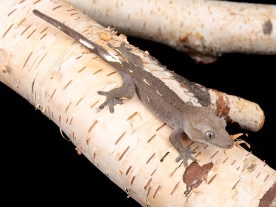 Unsexed Axanthic (AX-1104-27)