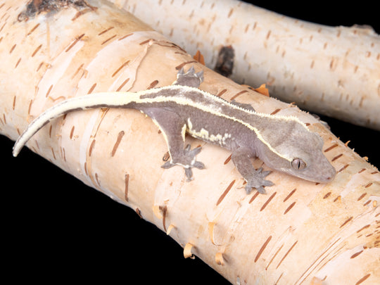 Poss. Female Lilly White Axanthic (LWAX-1104-26)