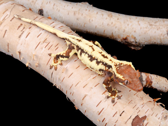 Female Frappuccino Het Axanthic (FRAP(AX)-1104-18)