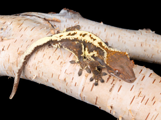 Male Frappuccino (FRAP-1104-11)