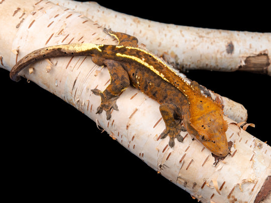 Male Cappuccino (CAP-1104-10)