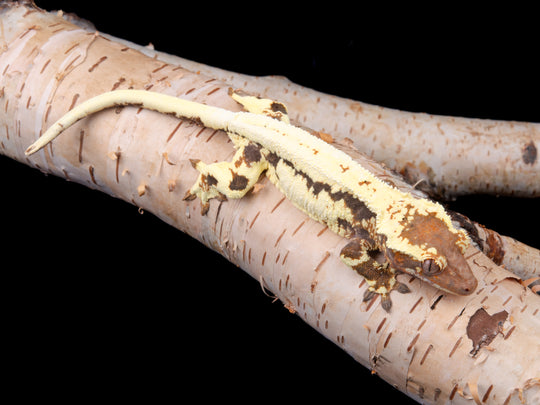 Female Frappuccino 100% het Axanthic (FRAP(AX)-1104-9)